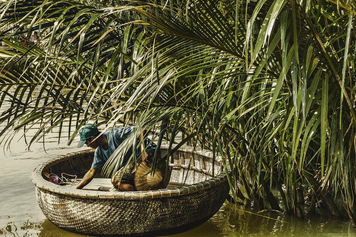 A bamboo grove